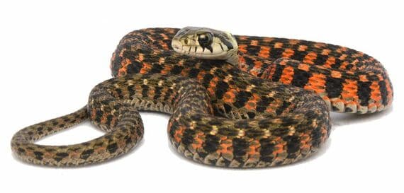 静岡県のヤマカガシの一例