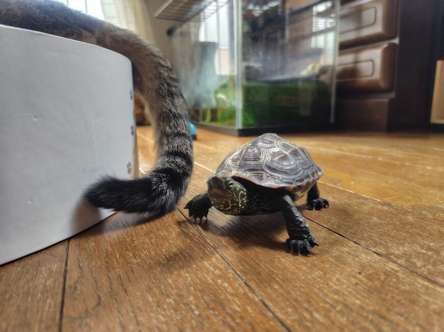 （写真提供：あめちさん）