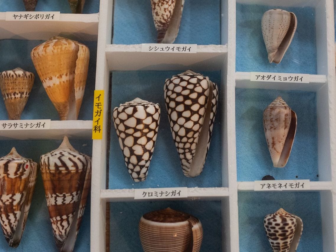 3種のイモガイ 貝殻標本セット