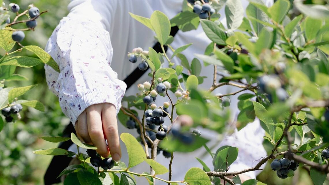 夏の日の一コマ(写真:マハロ/PIXTA)
