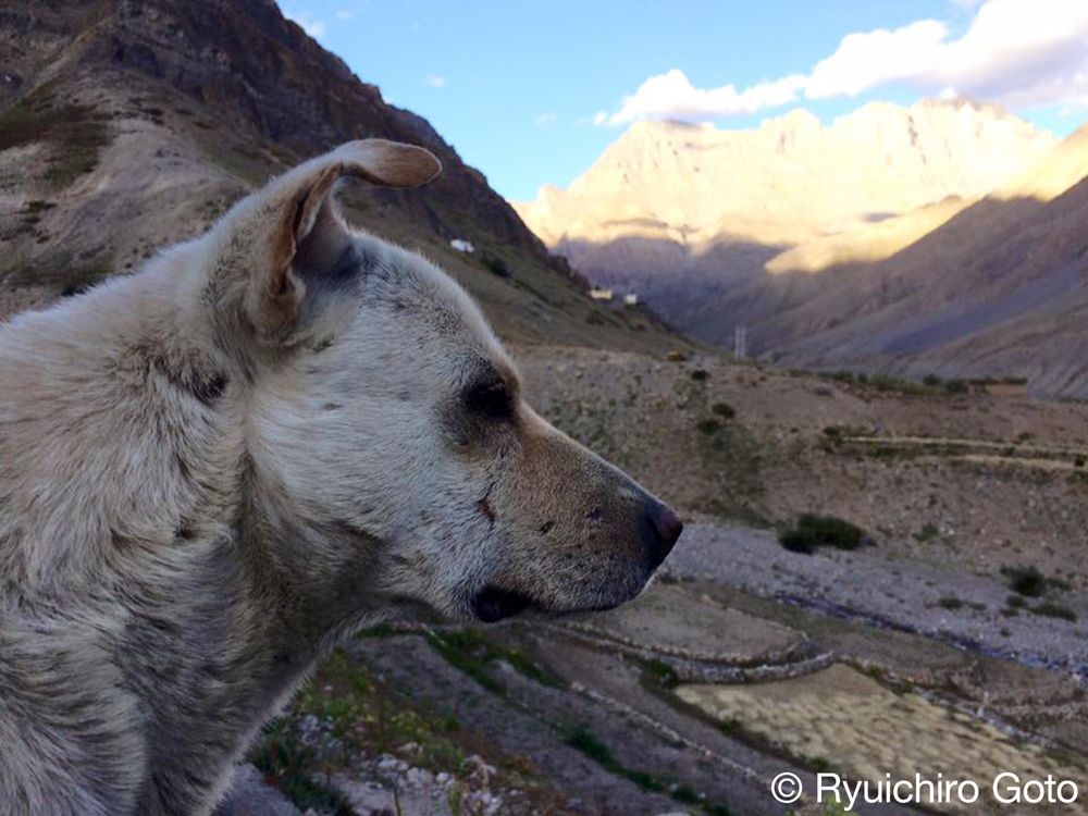 ムド村の犬。凛々しい顔つき（写真：筆者撮影）