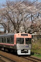 井の頭線の電車は7色あるが、桜の時期はピンク色の編成がぴったりだ（撮影：南正時）