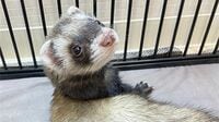 「フェレット人気のワケ」犬猫にはない驚きの特性