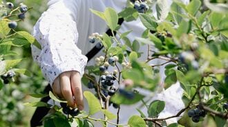 五十路を越えると｢土いじり｣がしたくなる不思議