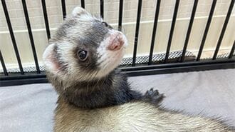 ｢フェレット人気のワケ｣犬猫にはない驚きの特性