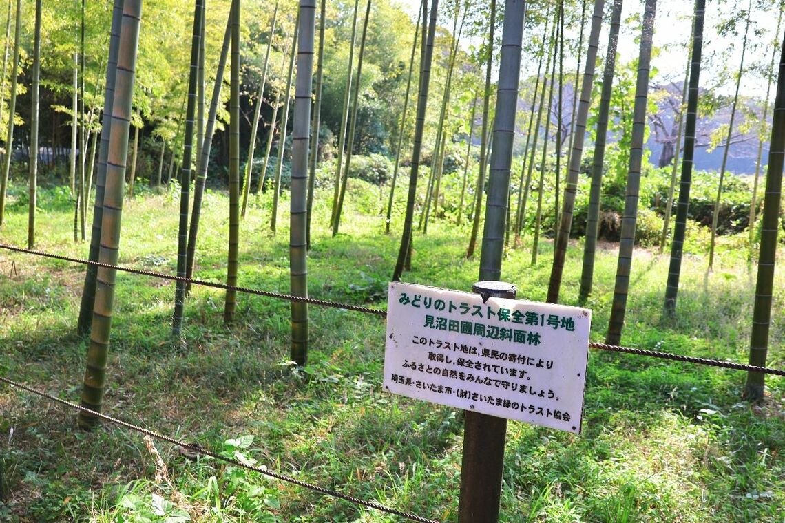 （写真上）原形が保全された見沼代用水のそばで説明に力が入る北原さん（写真下）トラスト保全第1号地の斜面林（撮影：河野博子）