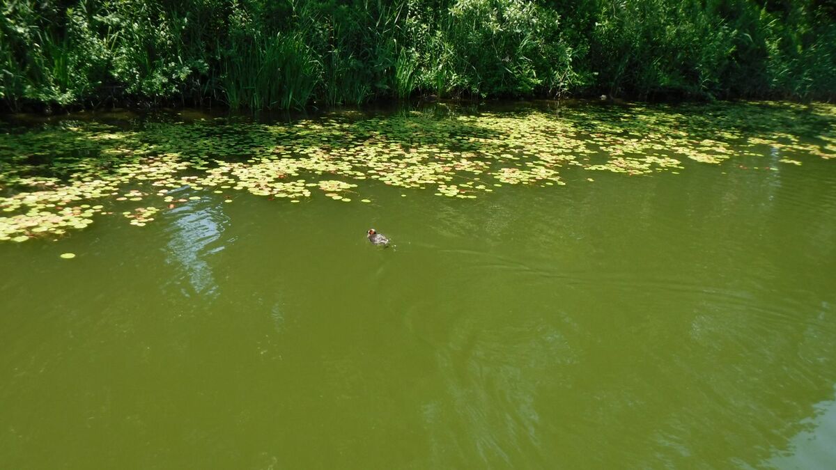 公園の池の水抜いたら｢死の池｣に…衝撃の実態 魚が消え､鳥が来なくなった意外な原因 | 雑学 | 東洋経済オンライン