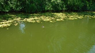 公園の池の水抜いたら｢死の池｣に…衝撃の実態