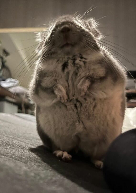 チンチラ