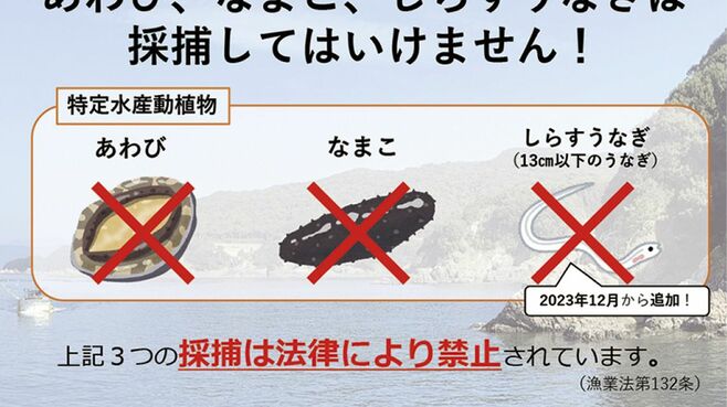 アワビを獲ったら懲役3年？実は厳しい海の法律