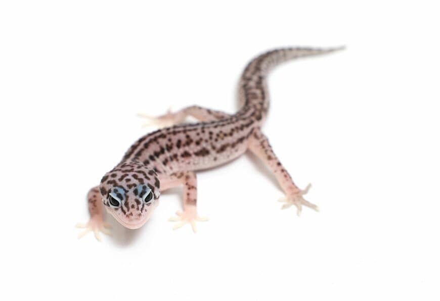 ヒョウモントカゲモドキ（スーパーマックスノー）①（撮影：尾形文繁／撮影協力：LUCK UP Reptiles）