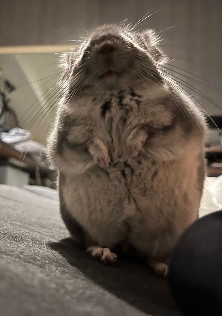 チンチラは夜行性で、決して水をかけてはいけない動物（写真：一真さん提供）