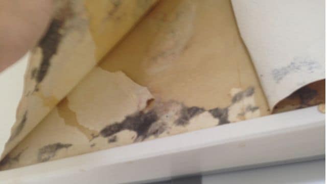壁の結露が原因のカビ