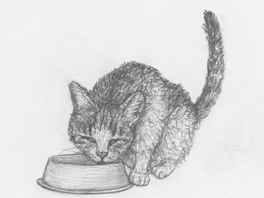 ご飯を食べる猫