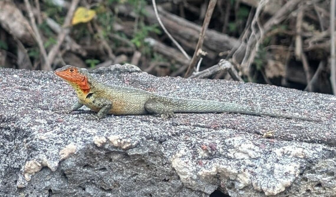 珍しい外観の動物