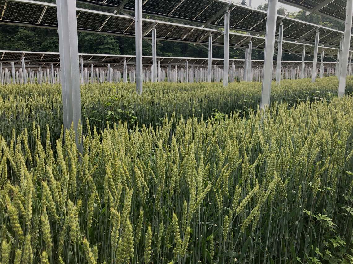 近藤さんたちが太陽光パネルの下で育てている有機小麦（写真：近藤恵氏撮影）