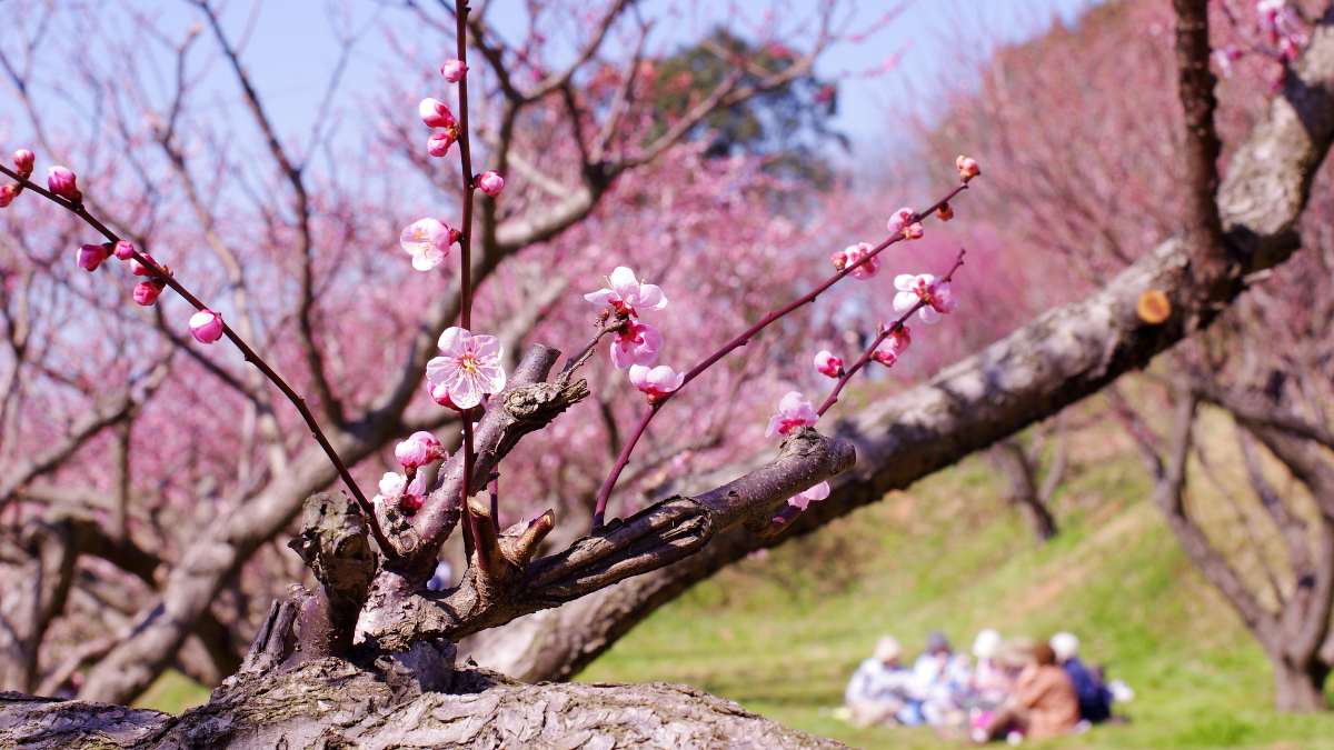 日本株相場も春爛漫？行楽需要を謳歌のリオープン3銘柄｜会社四季報オンライン