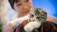 本当に｢保護犬･猫｣？ペット業界の知られざる裏側 これから飼う予定なら知っておくべき重要事項