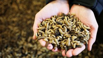 昆虫農場は世界の｢タンパク質危機｣を救うか