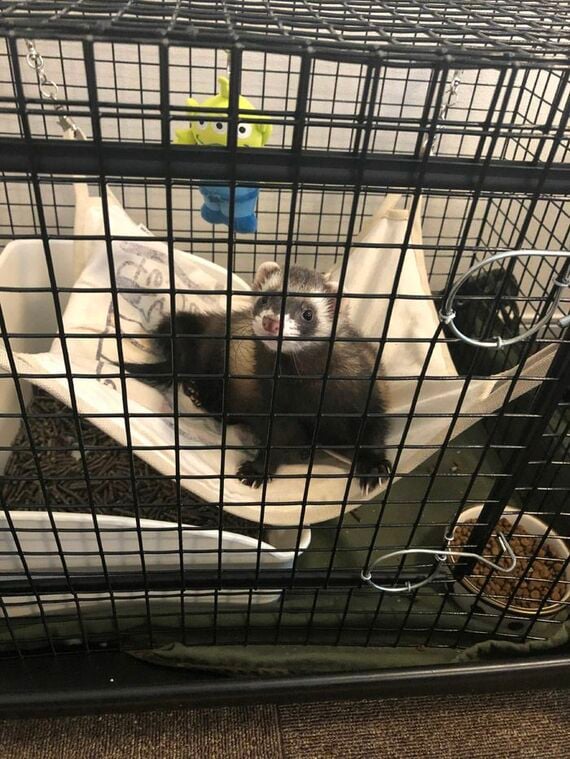ケージの中のマロンくん