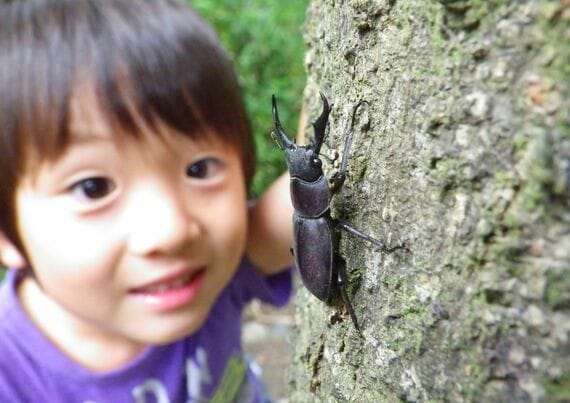 こんなにセクシー！｢キラキラ甲虫｣の秘密 昆虫研究者が惚れた､美し