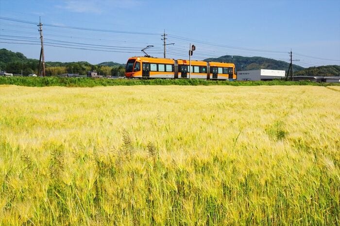 一面の麦畑を走る「フクラム」