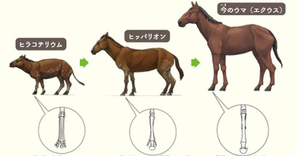 ウマが 指1本で走る 独特進化を遂げた深い経緯 読書 東洋経済オンライン 社会をよくする経済ニュース