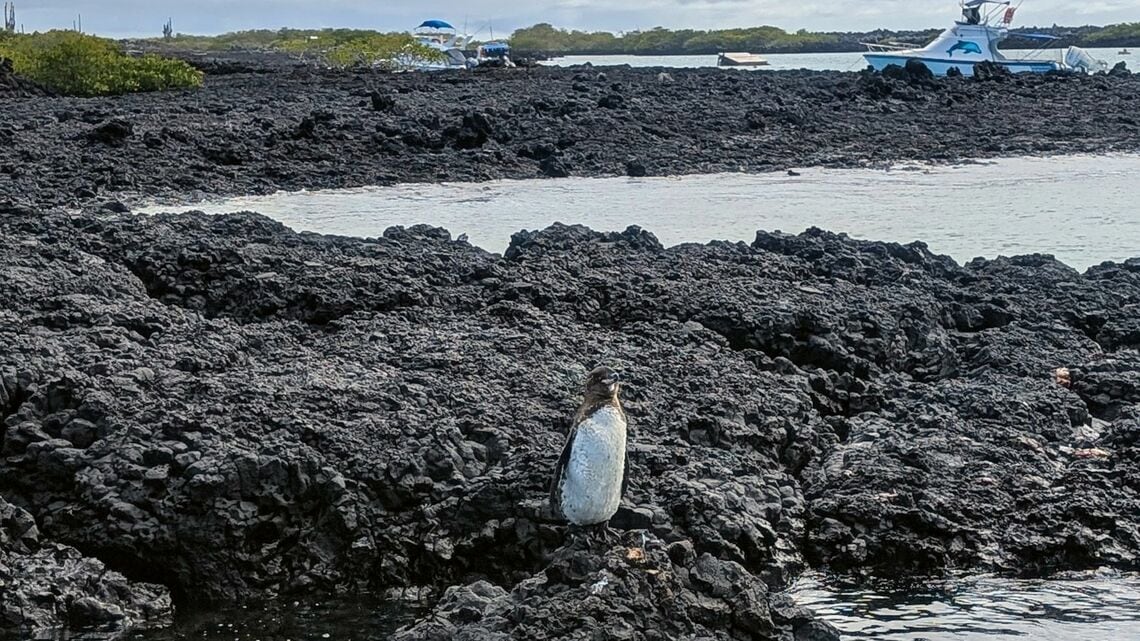ガラパゴスペンギン