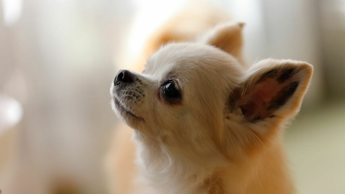 ｢初詣のあとに…｣愛犬の死を招いた主人の"善意" | ペット | 東洋経済オンライン