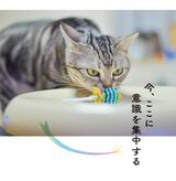 （出所：『そんなに怒らニャくてもいいんだよ ネコと学ぶ心が軽くなる方法』より）