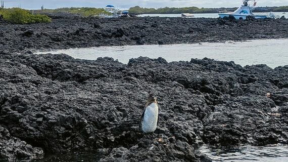 ガラパゴスペンギン