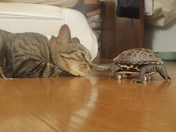 ⑭仲良し軍曹くん小雪ちゃん