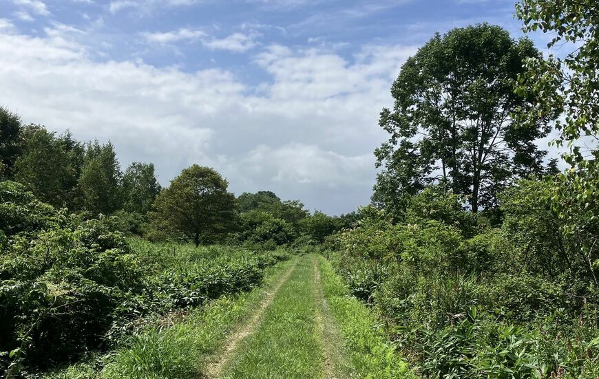 北海道旅行では“自然療法”に徹した（筆者撮影）