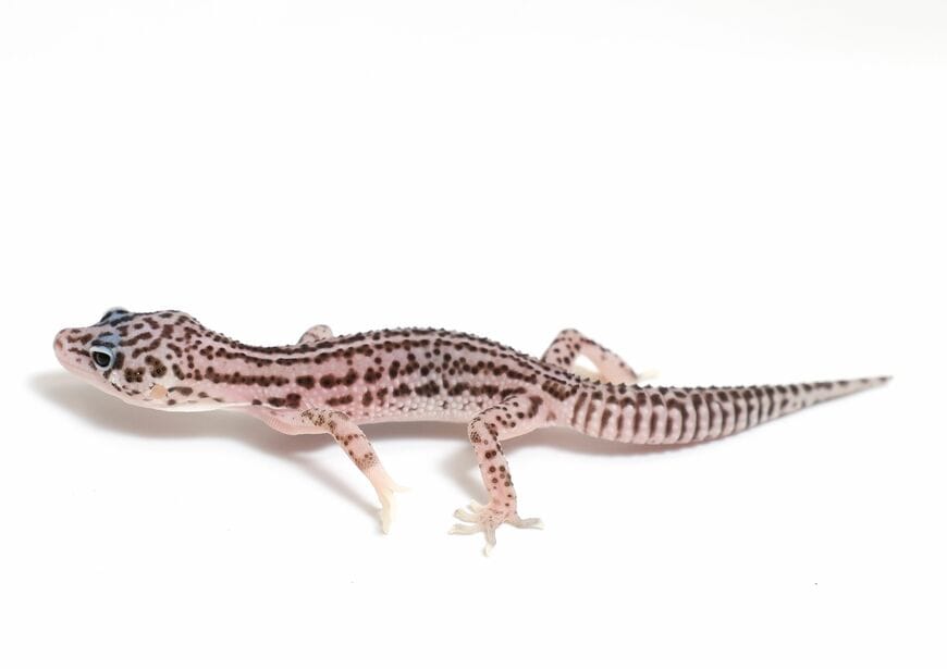 ヒョウモントカゲモドキ（スーパーマックスノー）②（撮影：尾形文繁／撮影協力：LUCK UP Reptiles）