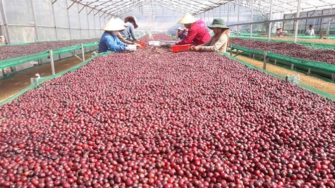 ベトナム産コーヒーをブランドに変える仕掛人 外食 東洋経済オンライン 社会をよくする経済ニュース
