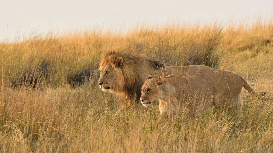 アフリカで ライオン が激減している真因 The New York Times 東洋