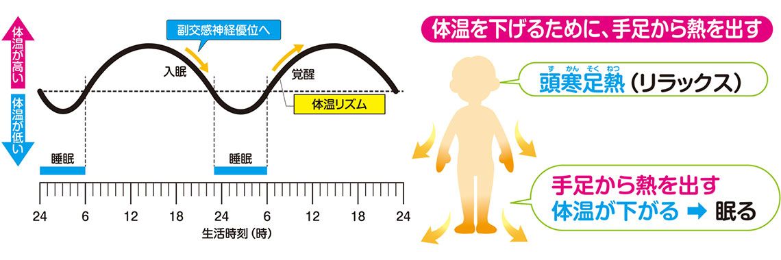 眠りのリズムと体温の関係