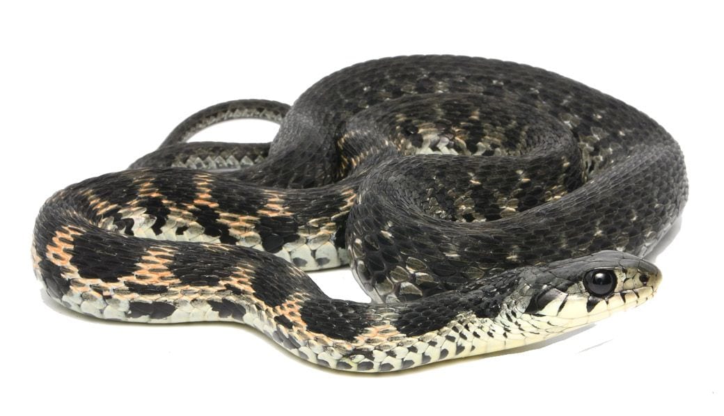 山口県のヤマカガシの一例