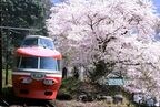 満開の桜とNSE「はこね」