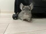 チンチラは、平均8～10年、長ければ20年以上生きる。飼い始めるなら最期まで一緒にいる覚悟が必要だ（写真：一真さん提供）