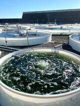 高知県安芸市のすじ青のり生産現場。この地下海水を使った陸上での栽培技術を独自に開発したところからシーベジタブルの活動が始まった（写真：著者提供）