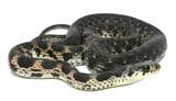 山口県のヤマカガシの一例