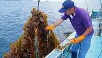 ボランティアがつなぐ､被災地の養殖業復興 労働力提供､起業支援で生活再建を後押し
