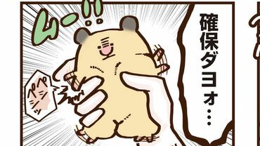 飼い主大嫌い系ハムスター とんとんの本音