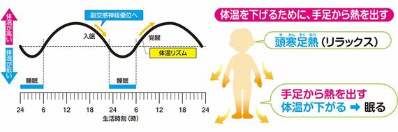 眠りのリズムと体温の関係