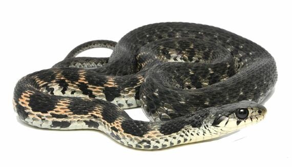 山口県のヤマカガシの一例