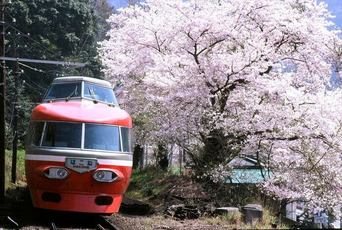 満開の桜とNSE「はこね」