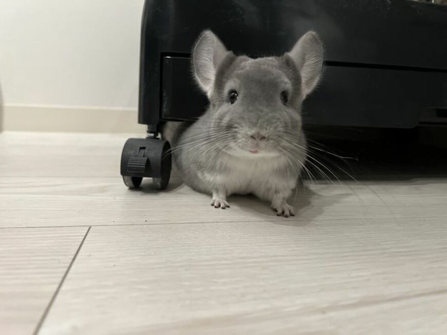 チンチラは、平均8～10年、長ければ20年以上生きる。飼い始めるなら最期まで一緒にいる覚悟が必要だ（写真：一真さん提供）