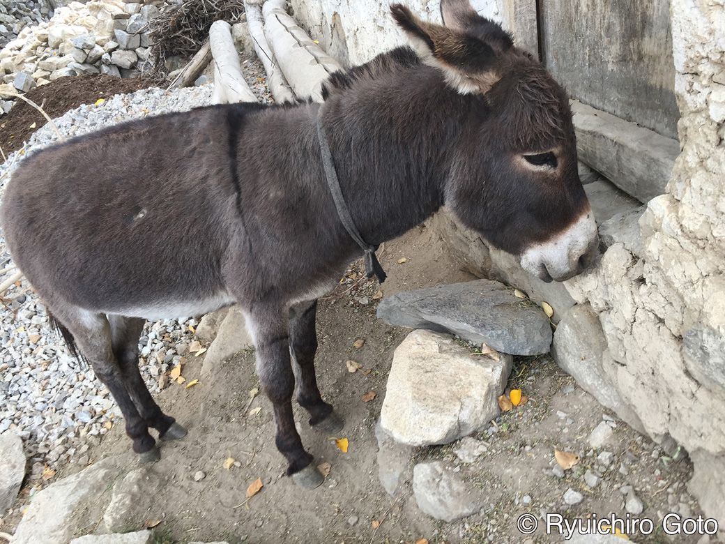 村で放し飼いにされているロバ（写真：筆者撮影）