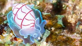飼っている魚が生き餌に？水族館｢食｣の凄い真実